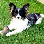Papillon Spaniel miniaturowy kontynentalny - suczka tricolor ZKwP FCI