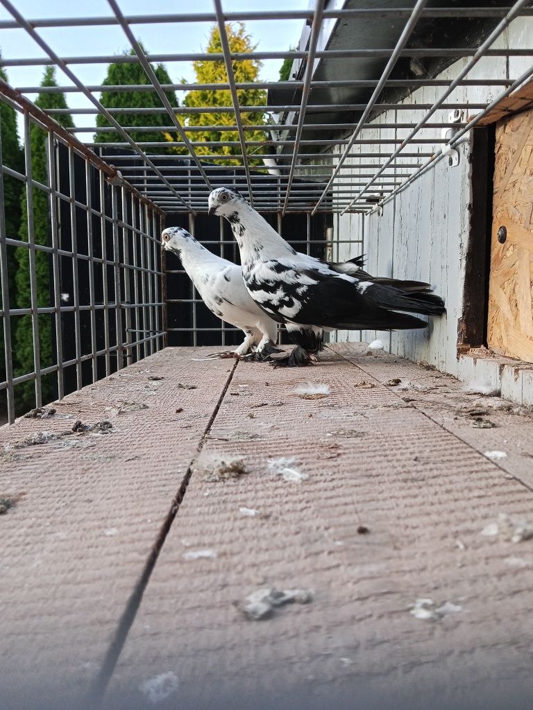 Sprzedam dwa samce berliki