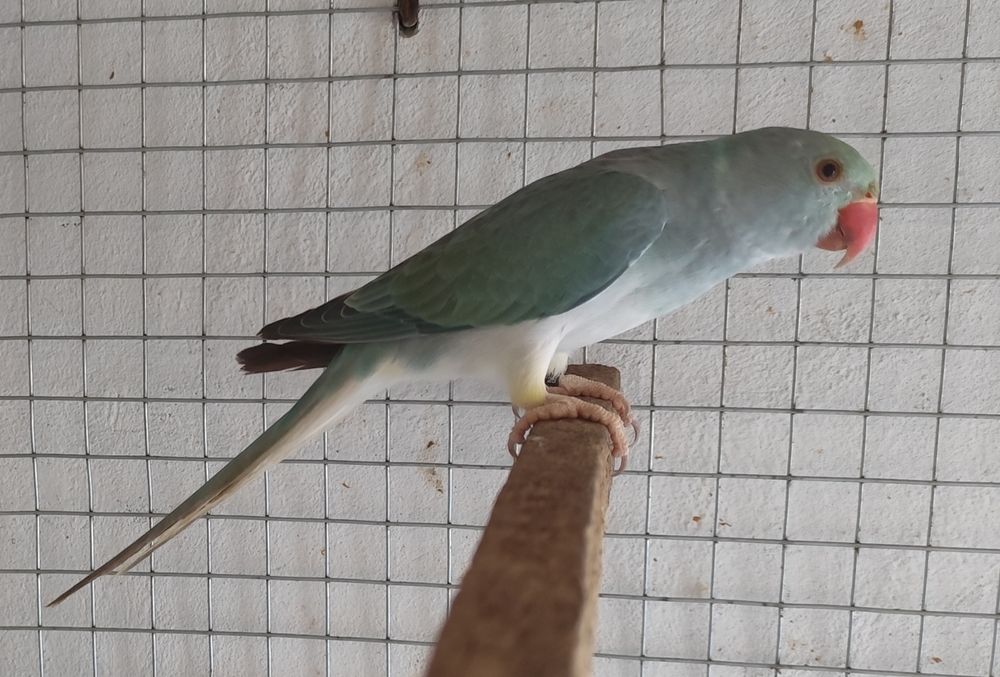 Só esta semana - Ring necks