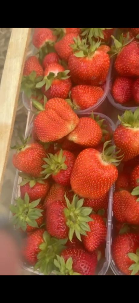 Продам суницю садову/ полуницю/земляніку/клубніку