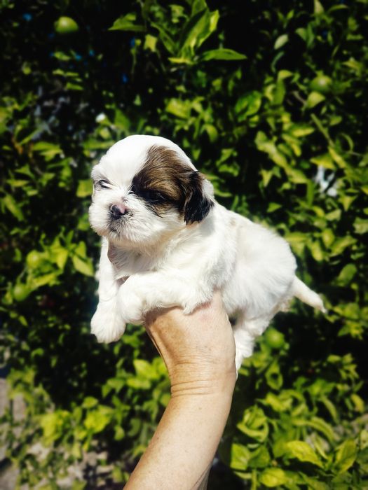 Shih tzu lindíssimo,vacinado e desparasitado