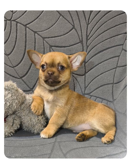 Стандартний риже/шоколадний хлопчик.