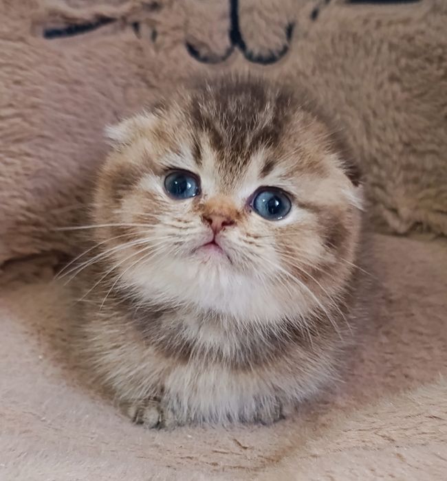 Menino scottish fold golden