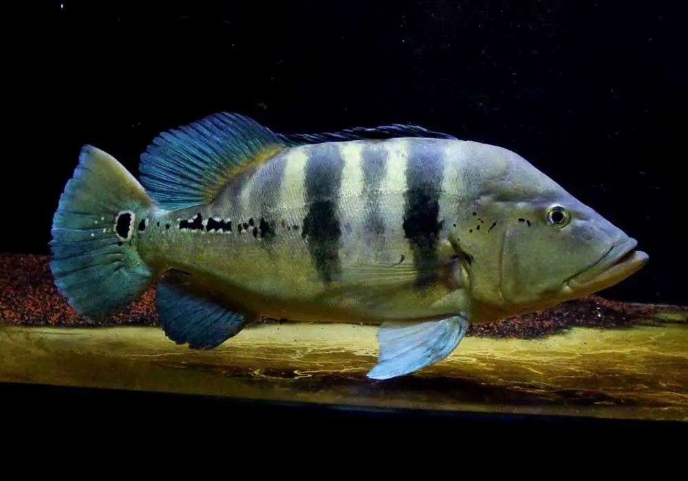 kelberi e piquiti peacock bass