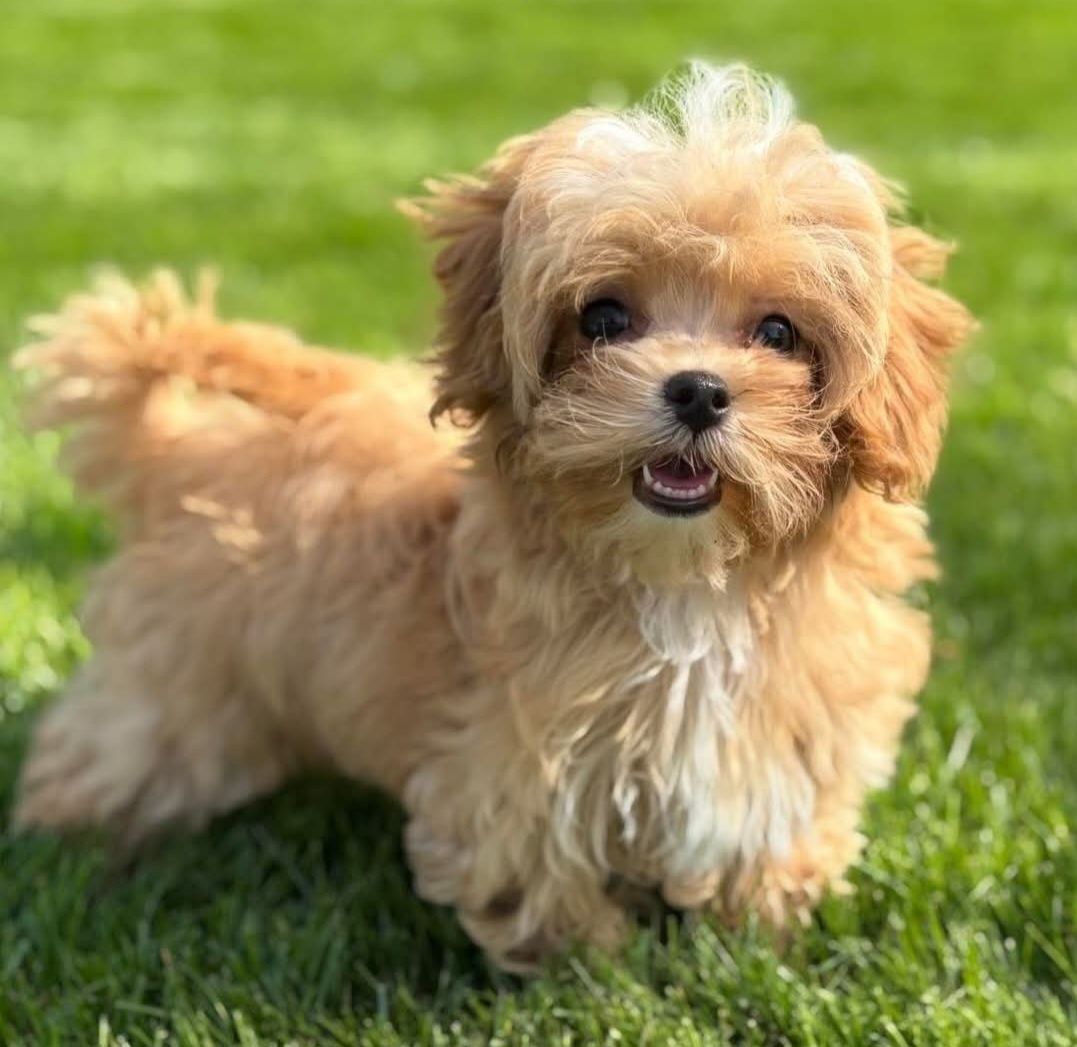 Maltipoo sunia mini