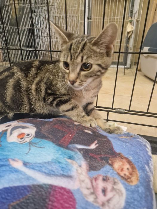 8msc kocurek szuka domku