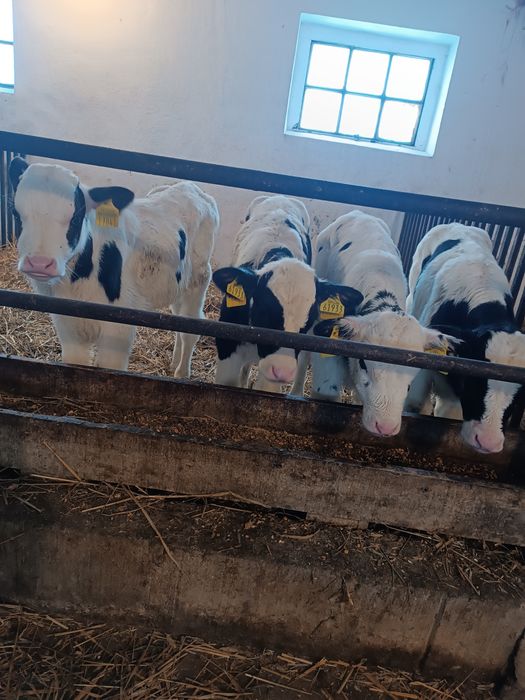 Byczek cielak żarłak