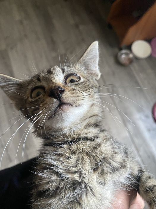 Кошенята , котики