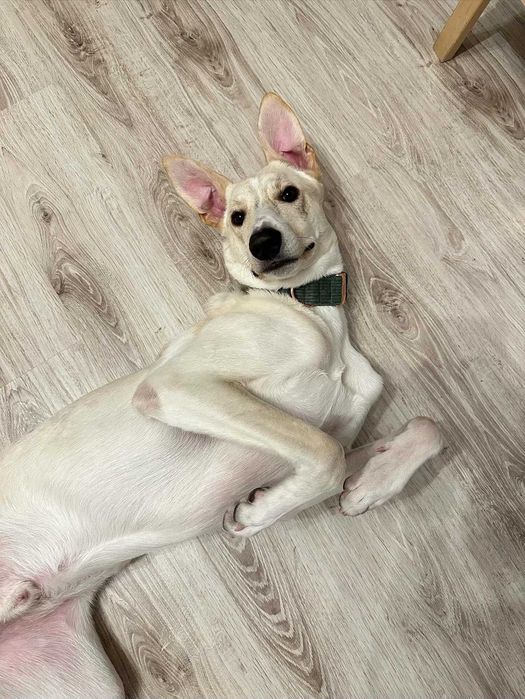 Pies Chart x Labrador PILNIE do adopcji PROSIMY o pomoc Fundacja
