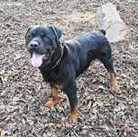 Maciek w typie rottweiler młodziak, typowy przedstawiciel swojej rasy