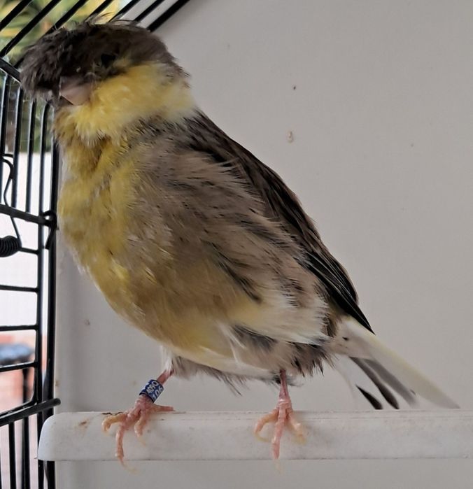 Canários disponiveis