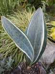 Sansevieria Masoniana White variegata. Sansewieria. Roślina.