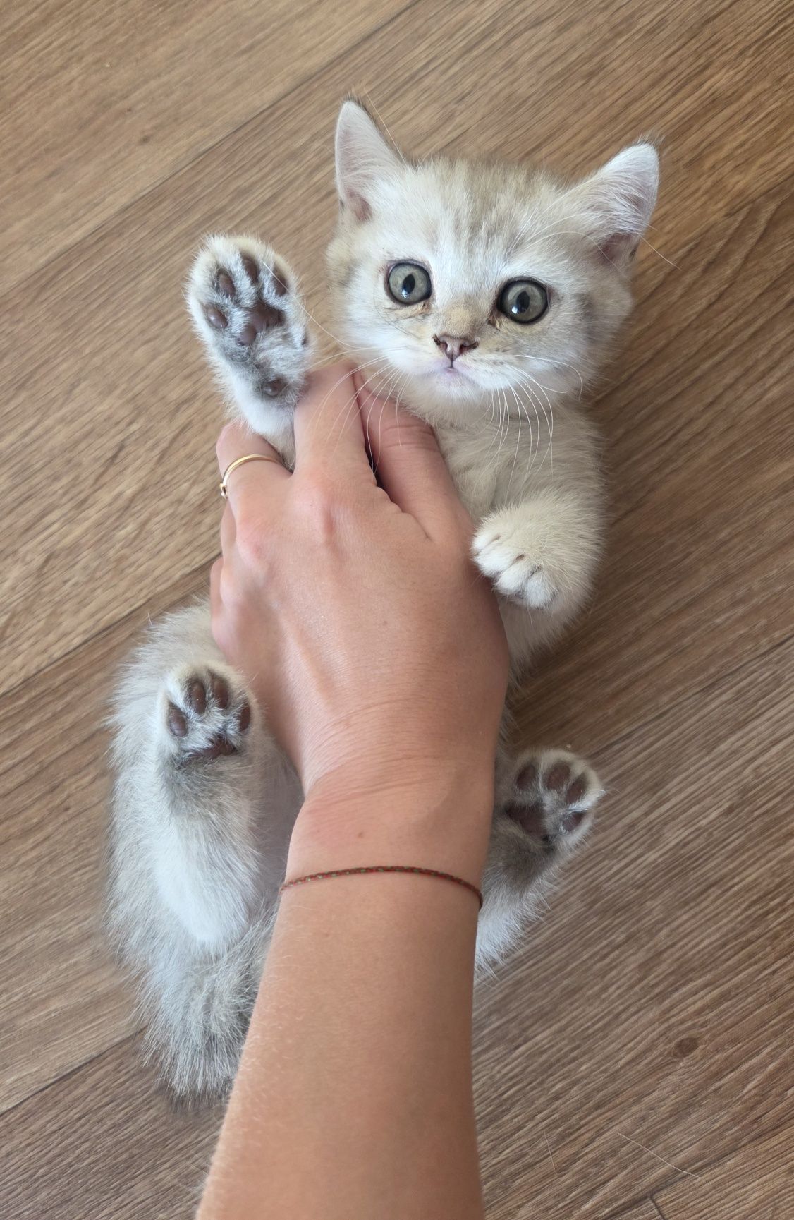 Шотландські прямовухі кошенята