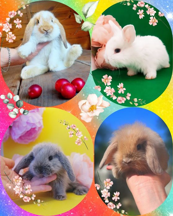 Карликовые мини кролики,міні кролики,карликовый,карликовий