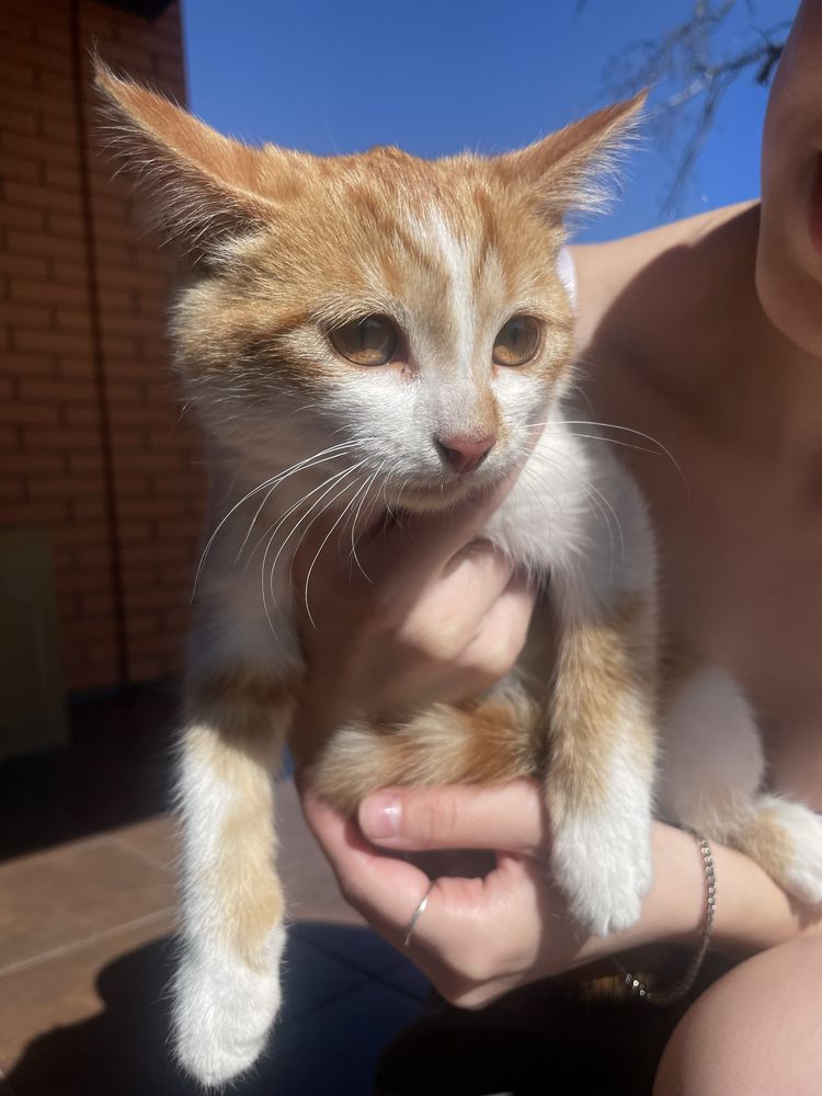 Від дам добрі рукі котика