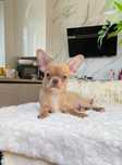 Piękny piesek chihuahua FCI