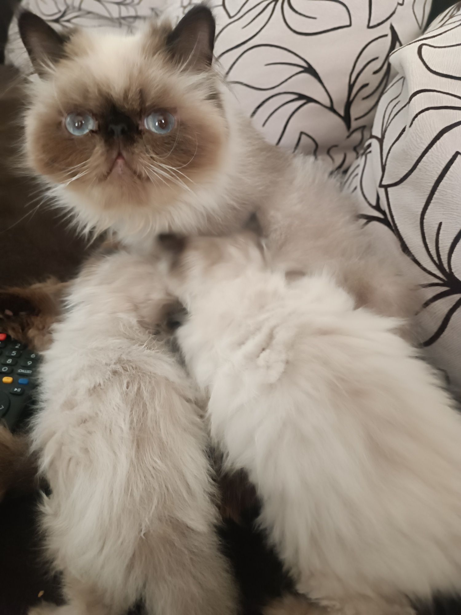 Гималайские котята