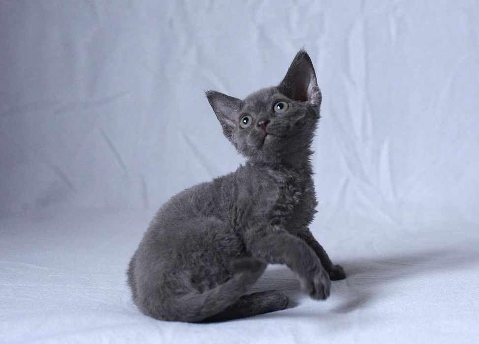 Niebieska dziewczynka Devon Rex rodowód FPL