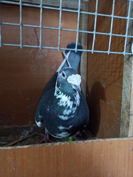 Gołębie staropolskie samica