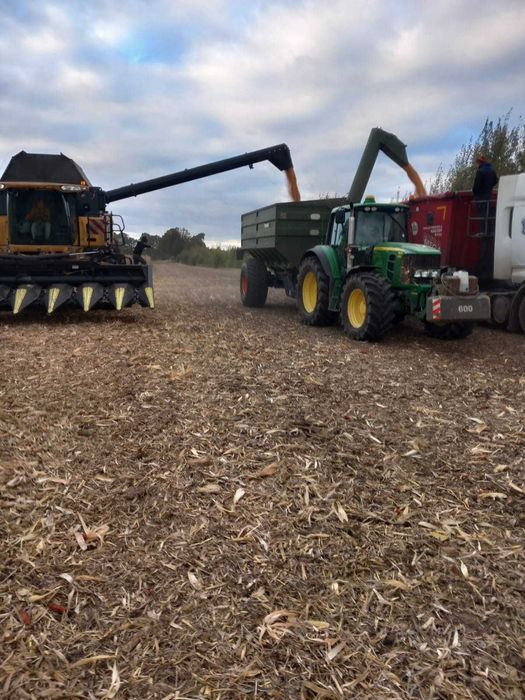 Usługa koszenia zbior kukurydzy, zbóż