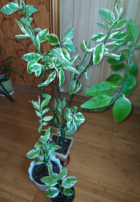 Комнатные цветы:педилантус, гибискус, рэо