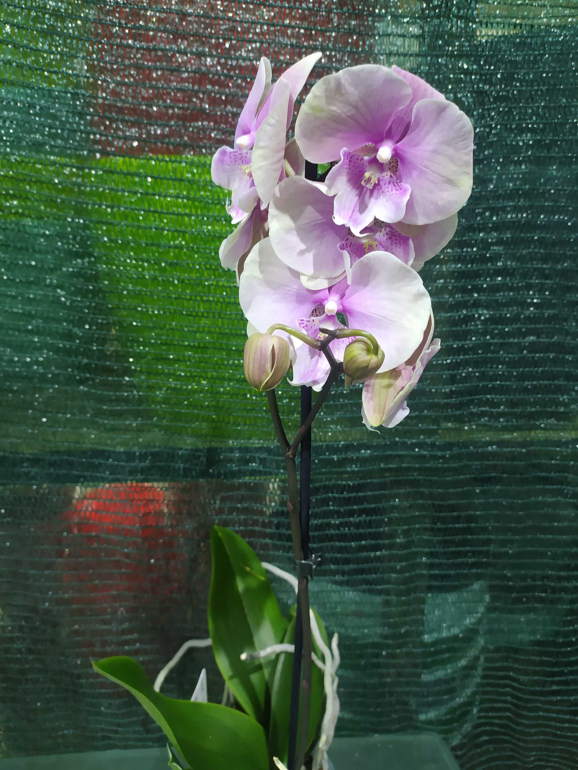 Орхідеї та інші кімнатні квіти