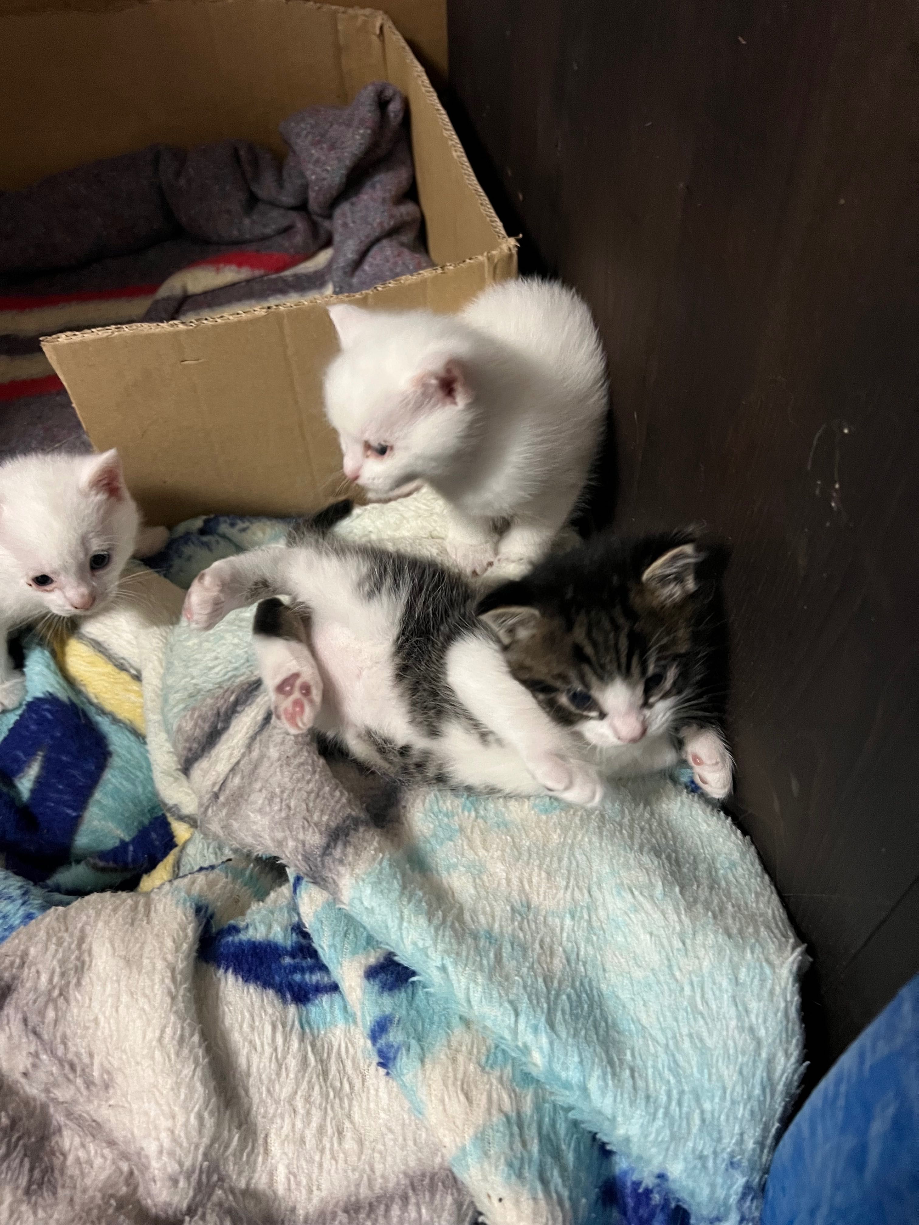 Gatinhos para adoção