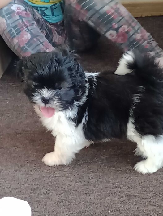 Piesek Shih Tzu gotowy na zmianę domu