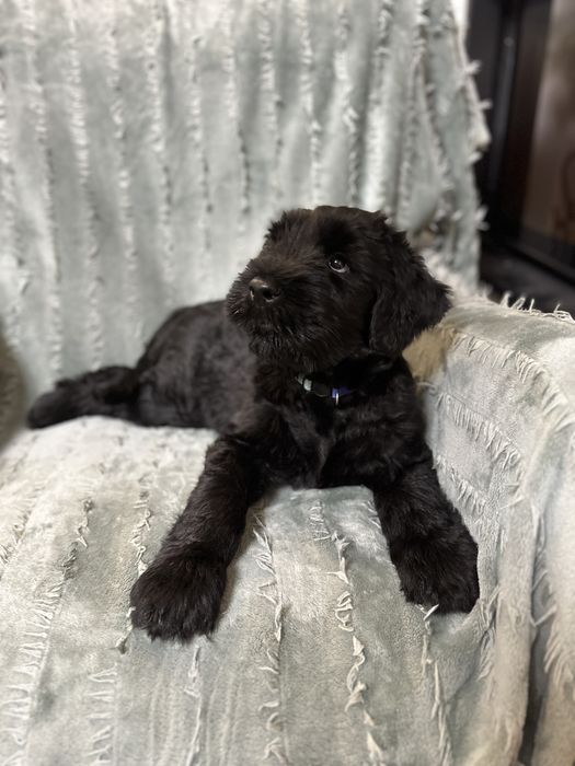 Sznaucer Olbrzym z Krainy Gigantów FCI