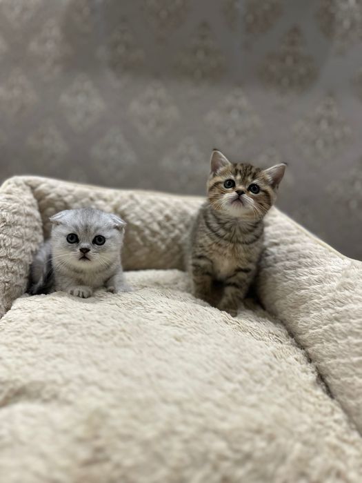 Шотландские котята шиншила