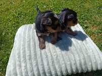 Szczeniak Yorkshire terrier