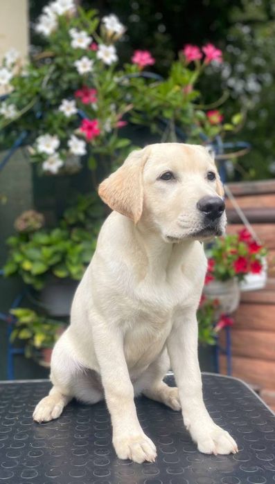 Народжені любити! Лабрадори від розплідника YalMarin Lucky Labs