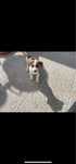 Jack russel