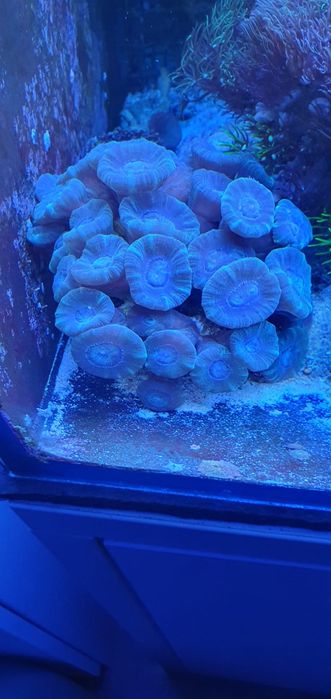 Koralowiec Caluastrea