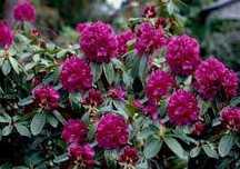 Różanecznik 'Rhododendron' Old Port 50-60 cm cena 55 zł