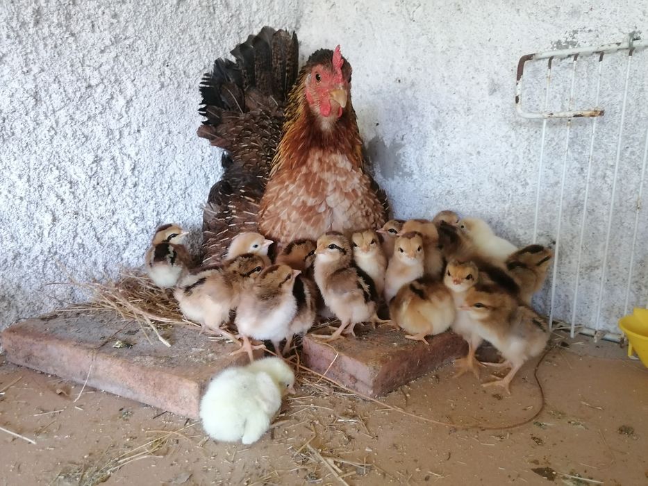 Pintos Marans, ayam ketawa, paduanas, araucanas, andaluzas surenha mor