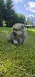 Pomeranian szpic miniaturowy