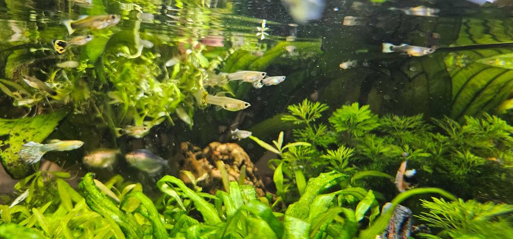 Sprzedam rybki Gupiki