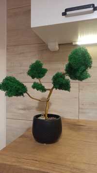 Drzewko bonsai z chrobotkiem reniferowym