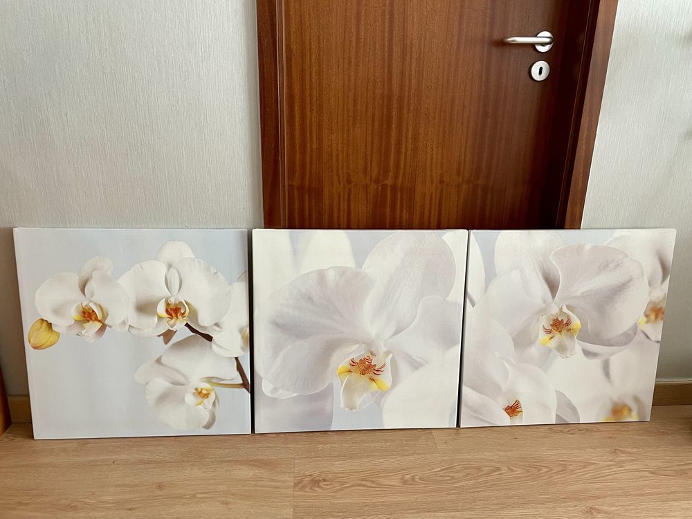 Quadros orquidea