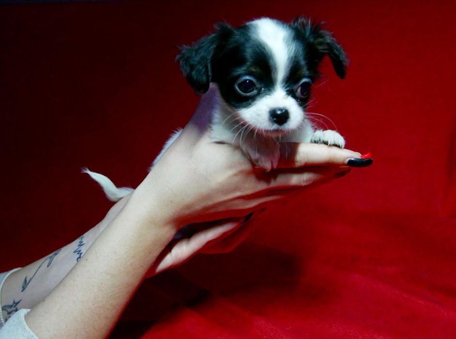 Chichuachua szczeniak z rodowodem