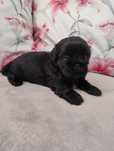 Śliczny szczeniak shih tzu