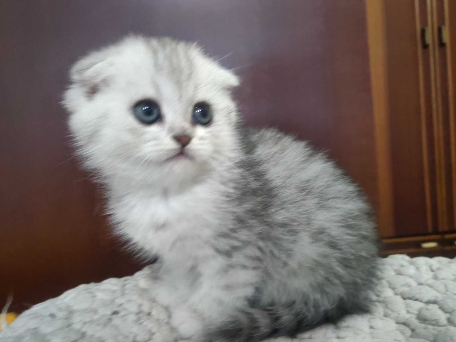 Мильчишка"Scottish Fold" с документами,окрас Шиншилла