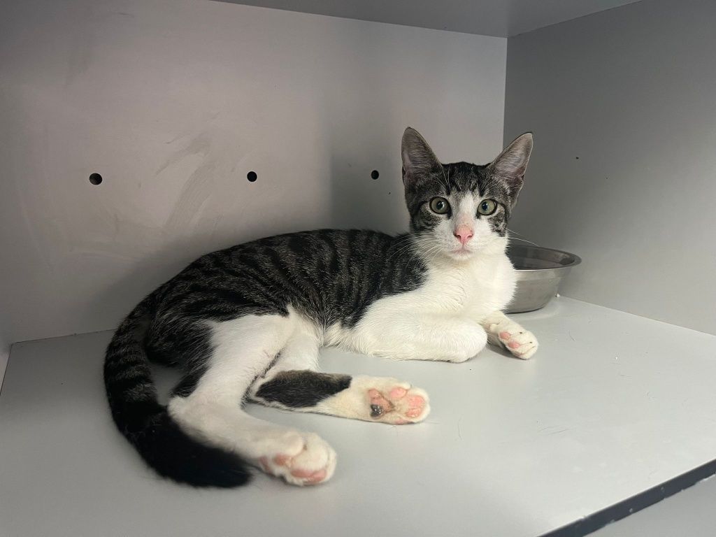 Gatinhos bebés com esterilização gratuita