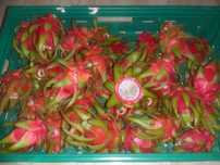 Fruta Dragão orgânica