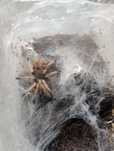 Chromatopelma cyaneopubescens L6