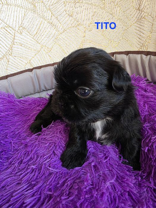 Zarezerwowany chłopczyk TITO