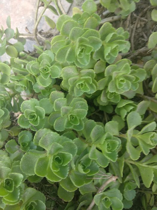 Idealna roślina na skalniak - 3 sadzonki