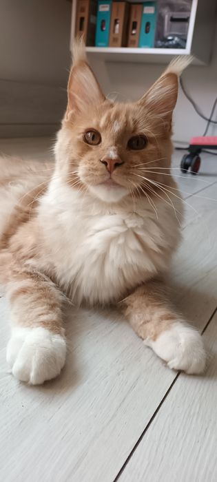 Kremowy kocurek Maine Coon gotowy