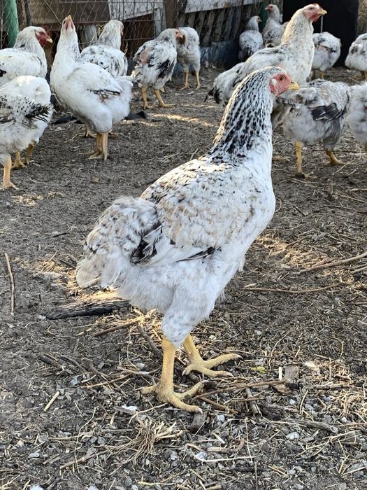 Прадаємо молоді кури 4,5 міс мастер грей